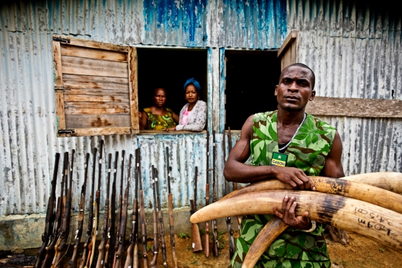 Mba Ndong Marius, an Eco Guard from Oyem hold seized Ivory tusks.  © WWF-Canon / James Morgan 